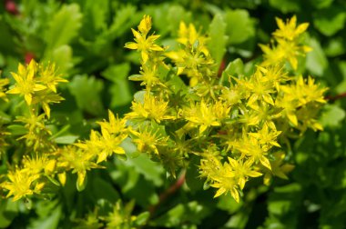 Sedum telephium, sıklıkla Hylotelephium, orpine, livelong, kurbağa midesi, arping Johnny, sonsuz yaşam, yaz ortası adamları, Yetim John, cadının para çantası