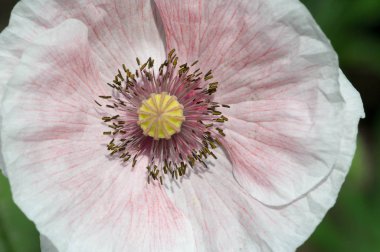 Papaver 'ın tıbbi özellikleri var. Kökler lateks süt içerir. Afyon haşhaş Papaver somniferumunda morfin ve kodein de dahil olmak üzere birkaç narkotik alkaloid bulunur. Haşhaş tohumları pişirme ve pişirme