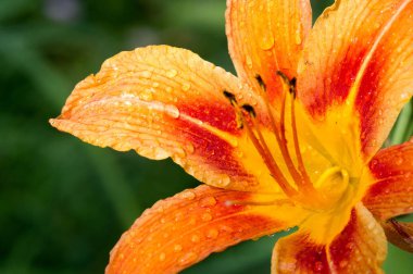 Zambak zambakları Lily - Çiçekler büyük, genellikle hoş kokulu ve beyaz, sarı, portakal, pembe, kırmızı ve mor gibi çok çeşitli renklerde sunulurlar. İşaretleme noktalar ve fırça darbelerini içerir.