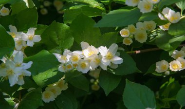 Yasemin, parfüm veya çayda kullanılan kokulu çiçekleri taşıyan Eski Dünya çalısı ya da tırmanma bitkisidir. Bir süs olarak popülerdir. Fluminense Altın Sahili Yasemin