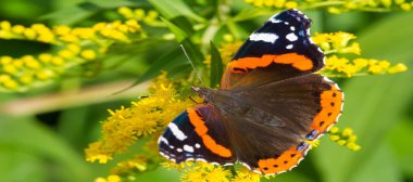 Solidago, yaygın olarak altın tozu olarak bilinir, geleneksel bir böbrek toniğinde, iltihabı önlemek için bitkisel ilaç uzmanları tarafından kullanılır. Kelebek Vanessa Atalanta, Kızıl Amiral.