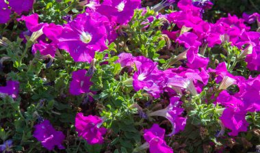 Petunia, Güney Amerika kökenli çiçekli bitkilerden biridir. Bu Fransız ulusal isminin adıdır, Petun, anlamı tütün, Tupi - Guarani dilinden gelir..