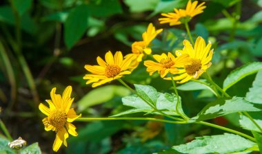 Tagetes cinsinden Calendula bitkileri. Bilinen adı Bakire Meryem 'dir. Popüler bitkisel ve kozmetik ürünler, karotenoidler, steroller, çeşniler, katran ve tanenler, temel petrol, kumarhaneler,