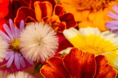Parlak çeşitli renklerden bir kompozisyon, sarı çiçekler, sonbahar fotoğrafçılığı dekor için hoş bir kompozisyon çiçek lenme parlak renkli sonbahar buketi