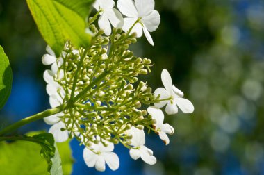 Kalina çiçekleri. Viburnum opulus Rusya 'da kalina (viburnum) olarak adlandırılır ve ulusal bir sembol olarak kabul edilir. Kalina, Kalit 'ten ya da Raskalyat' tan türemiştir.