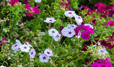 Phlox alevi; çoğunlukla Kuzey Amerika 'da, biri Sibirya' da ormanlık ve bozkırlardan farklı bir yaşam alanında bulunur. Kimisi baharda, kimisi yazın ve sonbaharda.
