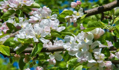 Elma Çiçekleri, Elma Çiçeği. Doğal yeşil arka planda gün ışığında. Ağaç beyazı baharda çiçek açar..
