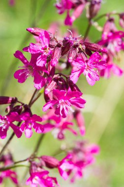 Silene viscaria (yapışkan kedi sineği veya yapışkan campion), Caryophyllaceae familyasından bir bitki türü. Nispeten yüksek miktarda brassinosteroid içerir.