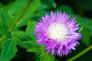 Blue cornflower 'ın ABD, Kanada, İngiltere ve Avustralya' daki popülaritesi o kadar yüksekti ki Corning Glass Works 'ün bir sembolü haline geldi..