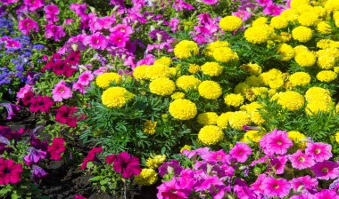 Çiçek düzenlemesi şehir sokaklarına renk getiriyor, çiçekli şehir yatakları, çevresel sorumluluk ve güzelleştirme toplumsal katılımla ve rekabet zorluğuyla.