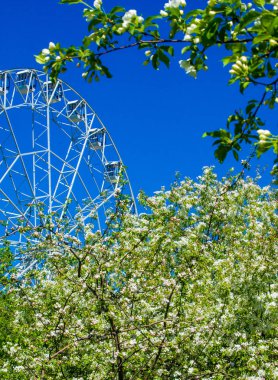 Elma Çiçekleri, Elma Çiçeği. Doğal yeşil arka planda gün ışığında. Ağaç beyazı baharda çiçek açar..