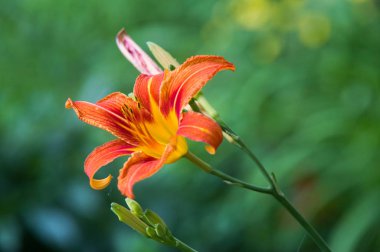 Zambak zambakları Lily - Çiçekler büyük, genellikle hoş kokulu ve beyaz, sarı, portakal, pembe, kırmızı ve mor gibi çok çeşitli renklerde sunulurlar. İşaretleme noktalar ve fırça darbelerini içerir.