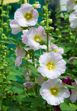 Althaea officinalis veya marsh-mallow, otçullukta ve kökten yapılan süs bitkilerinde kullanılan Avrupa, Batı Asya ve Kuzey Afrika 'ya özgü kalıcı bir türdür.