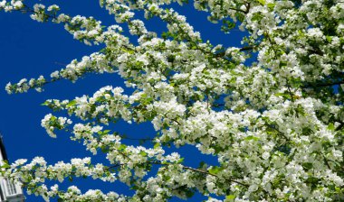 Elma Çiçekleri, Elma Çiçeği. Doğal yeşil arka planda gün ışığında. Ağaç beyazı baharda çiçek açar..