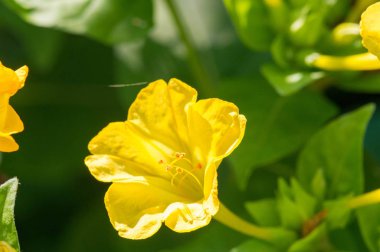 Mirabilis jalapa, Peru mucizesi veya dört saatlik bir çiçek, Mirabilis bitkinin en yaygın süs türüdür ve çeşitli renklerde mevcuttur. Mirabilis jalapa Aztekler yetiştirilen