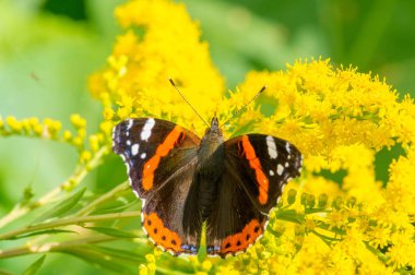 Solidago, yaygın olarak altın tozu olarak bilinir, geleneksel bir böbrek toniğinde, iltihabı önlemek için bitkisel ilaç uzmanları tarafından kullanılır. Kelebek Vanessa Atalanta, Kızıl Amiral.