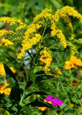 Çiçek düzenlemesi şehir sokaklarına renk getiriyor, çiçekli şehir yatakları, çevresel sorumluluk ve güzelleştirme toplumsal katılımla ve rekabet zorluğuyla.