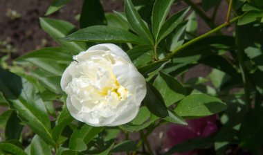 Şakayıklar, gösterişli çiçekleri için uzun zamandır yetiştirilen kuzey ılıman bölgelerin bitkisel veya çalısı bitkileridir..