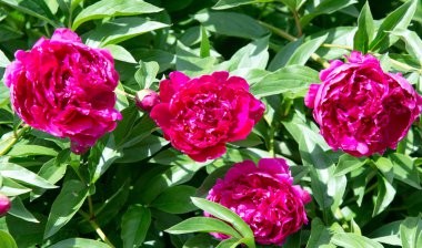 Şakayıklar, gösterişli çiçekleri için uzun zamandır yetiştirilen kuzey ılıman bölgelerin bitkisel veya çalısı bitkileridir..