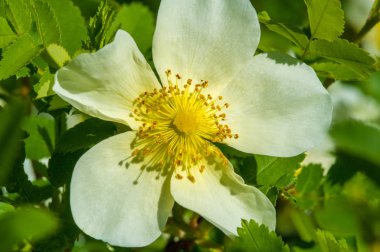 Pembe kalçalar karotenoid beta-karoten, lutein, zeaxanthin ve lycopene içerir, bunlar çeşitli potansiyel biyolojik rollerde temel araştırmalarda bulunur..