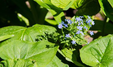 Kuzey yarımküredeki Myosotis, halk dilinde 