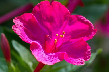 Mirabilis jalapa, Peru mucizesi veya dört saatlik bir çiçek, Mirabilis bitkinin en yaygın süs türüdür ve çeşitli renklerde mevcuttur. Mirabilis jalapa Aztekler yetiştirilen