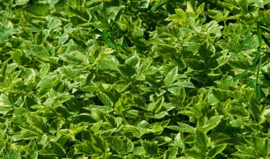 Doku, arkaplan, desen, çimenlikteki çimenler, yemyeşil doymuş renk. Karmaşık çimenler