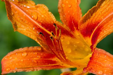 Zambak zambakları Lily - Çiçekler büyük, genellikle hoş kokulu ve beyaz, sarı, portakal, pembe, kırmızı ve mor gibi çok çeşitli renklerde sunulurlar. İşaretleme noktalar ve fırça darbelerini içerir.