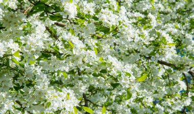 Elma Çiçekleri, Elma Çiçeği. Doğal yeşil arka planda gün ışığında. Ağaç beyazı baharda çiçek açar..