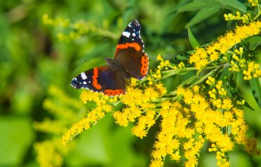 flower of Solidago commonly called goldenrods comes from North America including Mexico native to South America and Eurasia Butterfly Vanessa atalanta the red admiral or previously the red admirable clipart