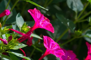 Mirabilis jalapa, Peru mucizesi veya dört saatlik bir çiçek, Mirabilis bitkinin en yaygın süs türüdür ve çeşitli renklerde mevcuttur. Mirabilis jalapa Aztekler yetiştirilen
