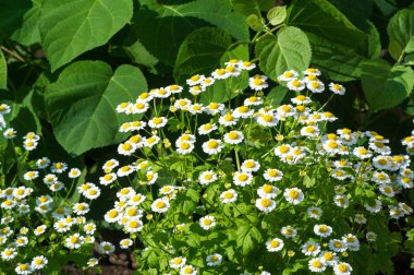 Papatya çayı. İtalyan papatya çayı özütü Matrikaria recutita koyu çay olarak kabul edilir. Fizyoterapide antimikrobik ve iltihap önleyici olarak kullanıldı. Aynı zamanda merhemlerde, losyonlarda ve enfeksiyonlarda da kullanılır.