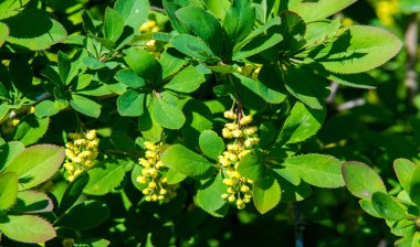 Berberis vulgaris, Berberiler (Berberis vulgaris) familyasından bir böğürtlen türü. Yenilebilir asit dutları üretiyor. Birçok ülkede meyveleri için yetiştirilir..