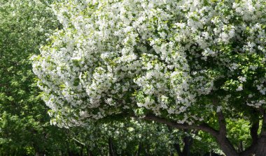 Elma Çiçekleri, Elma Çiçeği. Doğal yeşil arka planda gün ışığında. Ağaç beyazı baharda çiçek açar..
