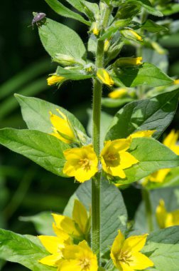 Lysimachia türleri genellikle sarı çiçeklere sahiptir ve güçlü bir şekilde büyürler. Rutubetli koşullarda büyümeye eğilimlidirler. Lysimachia 'daki bazı türlere genel olarak gevşeklik denir.