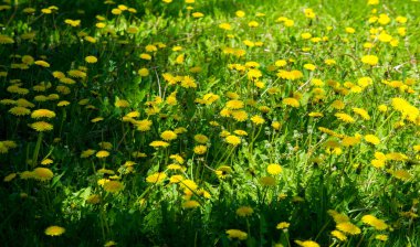 Doku, arkaplan, desen, çimenlikteki çimenler, yemyeşil doymuş renk. Karmaşık çimenler