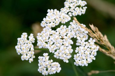 Aegopodyum. En tanınmış üyesi Aegodium podagraria, dağdaki kar, piskopos otu, gutweed, Avrupa ve Asya 'ya özgüdür..