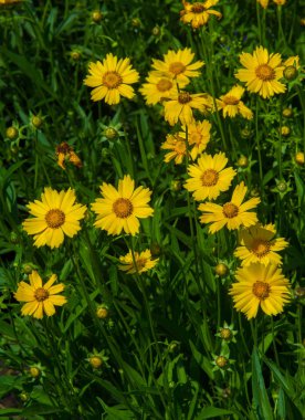 Tagetes cinsinden Calendula bitkileri. Bilinen adı Bakire Meryem 'dir. Popüler bitkisel ve kozmetik ürünler, karotenoidler, steroller, çeşniler, katran ve tanenler, temel petrol, kumarhaneler,