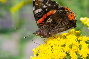 Solidago 'nun çiçekleri genellikle Kuzey Amerika' dan gelir. Güney Amerika 'ya özgü Meksika ve Avrasya Kelebeği Vanessa atalanta da dahil. Kızıl Amiral ya da daha önce takdire şayan olan