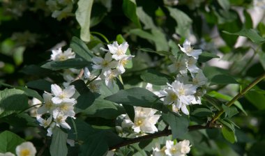 Yasemin, parfüm veya çayda kullanılan kokulu çiçekleri taşıyan Eski Dünya çalısı ya da tırmanma bitkisidir. Bir süs olarak popülerdir. Fluminense Altın Sahili Yasemin