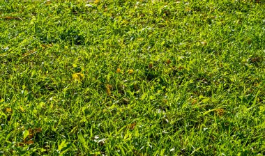 Doku, arkaplan, desen, çimenlikteki çimenler, yemyeşil doymuş renk. Karmaşık çimenler