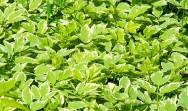 Doku, arkaplan, desen, çimenlikteki çimenler, yemyeşil doymuş renk. Karmaşık çimenler