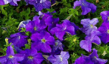 Petunia, Güney Amerika kökenli çiçekli bitkilerden biridir. Bu Fransız ulusal isminin adıdır, Petun, anlamı tütün, Tupi - Guarani dilinden gelir..