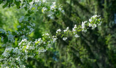 Elma Çiçekleri, Elma Çiçeği. Doğal yeşil arka planda gün ışığında. Ağaç beyazı baharda çiçek açar..