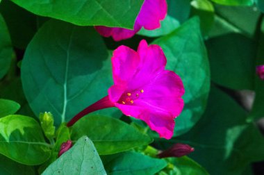 Mirabilis jalapa, Peru mucizesi veya dört saatlik bir çiçek, Mirabilis bitkinin en yaygın süs türüdür ve çeşitli renklerde mevcuttur. Mirabilis jalapa Aztekler yetiştirilen