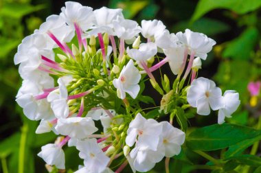 Alyssum çiçekleri karakteristik olarak küçüktür ve terminal kümelerinde gruplandırılır; genellikle sarı ya da beyaz renklidir ama pembe ya da mor olabilir..