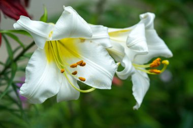 Zambak zambakları Lily - Çiçekler büyük, genellikle hoş kokulu ve beyaz, sarı, portakal, pembe, kırmızı ve mor gibi çok çeşitli renklerde sunulurlar. İşaretleme noktalar ve fırça darbelerini içerir.