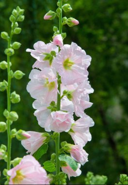 Althaea officinalis veya marsh-mallow, otçullukta ve kökten yapılan süs bitkilerinde kullanılan Avrupa, Batı Asya ve Kuzey Afrika 'ya özgü kalıcı bir türdür.