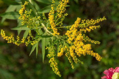 Solidago, goldenrods, yaygın olarak adlandırılan bir tür Aster, bitki ailesindeki çiçekli bitki cinsidir. Bunların çoğu çok yıllık otsu türler açık yerlerde bulundu