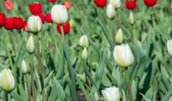 Tulipany Tulipa Tworzą Rodzaj Kwitnących Wiosnę Wieloletnich Zielnych Geofitów Bulwiastych — Zdjęcie stockowe